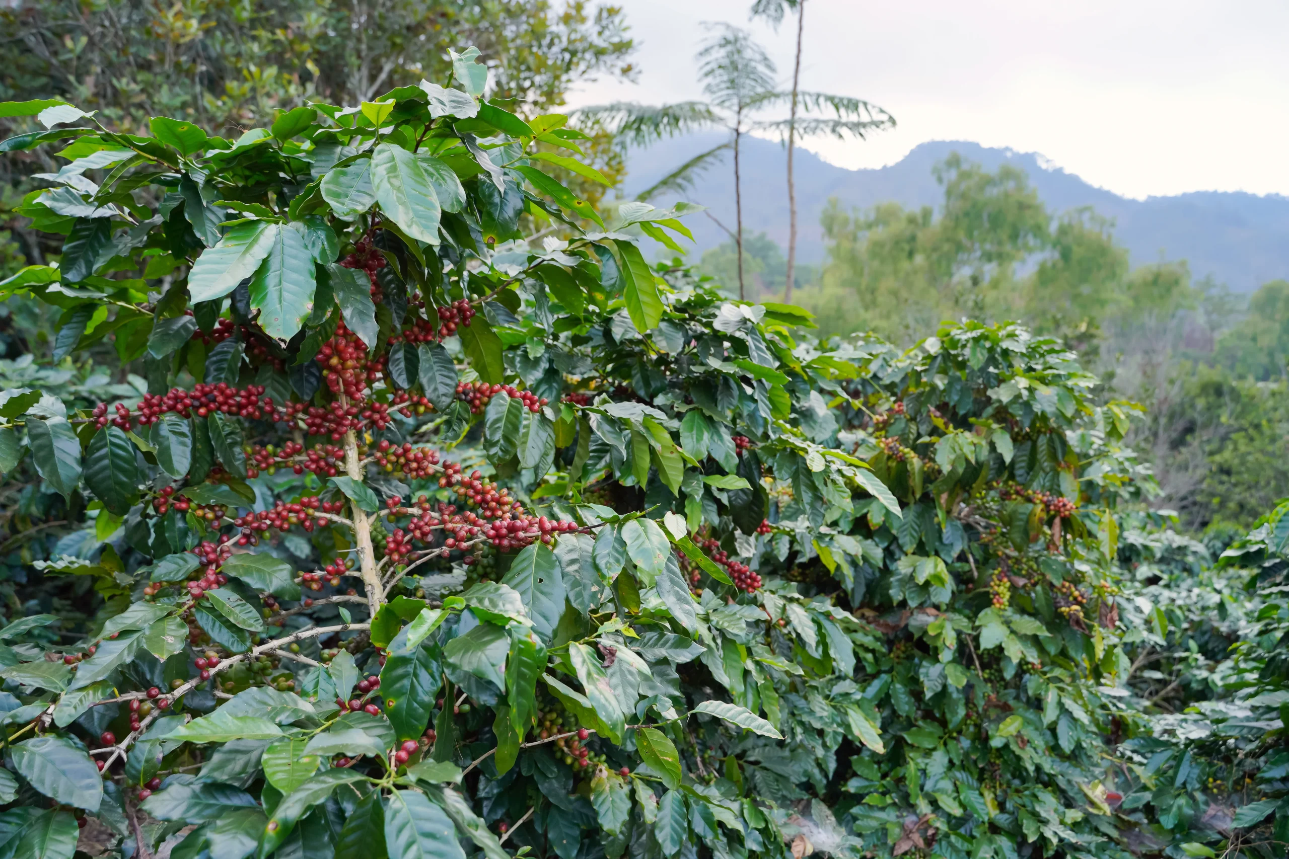 ethiopia-coffee